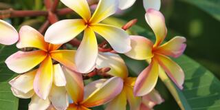 Delicate blooms with vibrant yellow and pink petals cluster together, surrounded by rich green leaves, creating a serene and tropical feel.