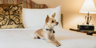 A small tan dog sits elegantly on a neatly made bed, gazing thoughtfully, with decorative pillows and a lamp in the background.