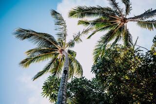 Lush green palm trees stretch towards a bright blue sky, creating a serene tropical atmosphere filled with sunlight and tranquility.