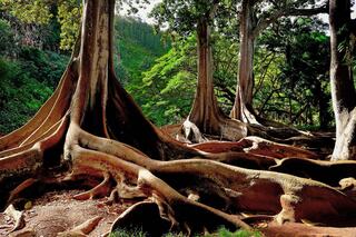 Gnarled tree roots intertwine with earthy tones, surrounded by lush greenery and towering trunks, creating a serene, woodland atmosphere.