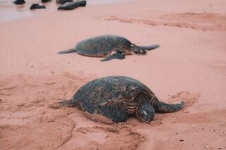 Two turtles rest on a sandy beach in Kauai, with a serene atmosphere and gentle waves in the background, showcasing nature's tranquility.