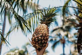 A hand holds a ripe pineapple against a backdrop of palm trees and blue sky, radiating a tropical vibe.