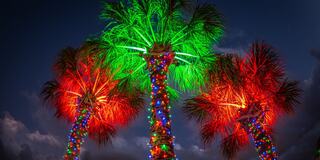 Three palm trees adorned with vibrant red and green lights glow against a darkening sky, bringing a festive atmosphere.